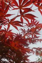 茶香悠悠文集
